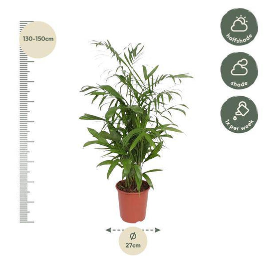 Bambuspalme – Chamaedorea Seifrizii – Zimmerpflanze – 140cm – Ø27cm – pflegeleichte tropische Palme für Wohnzimmer, Büro und Wintergarten 