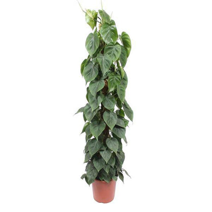 Baumfreund - Philodendron Scandens - Moosstock - Zimmerpflanze - 150cm - ø27cm