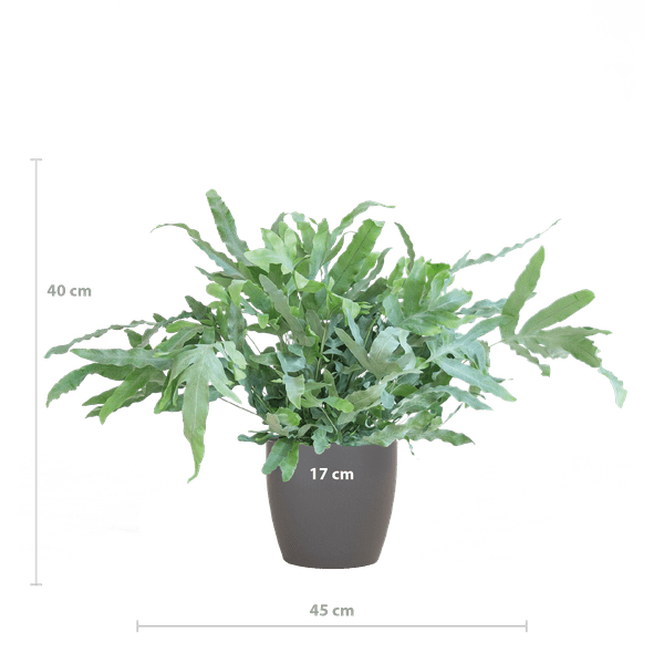 Phlebodium Aureum 'Blue Star' – Blauer Tüpfelfarn – Zimmerpflanze + Viber Grau Topf – Ø17 cm – Höhe 40 cm – Einzigartige graublaue Blätter – Pflegeleicht & stilvoll 
