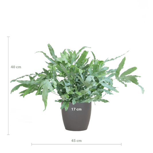 Phlebodium Aureum 'Blue Star' – Blauer Tüpfelfarn – Zimmerpflanze + Viber Grau Topf – Ø17 cm – Höhe 40 cm – Einzigartige graublaue Blätter – Pflegeleicht & stilvoll 