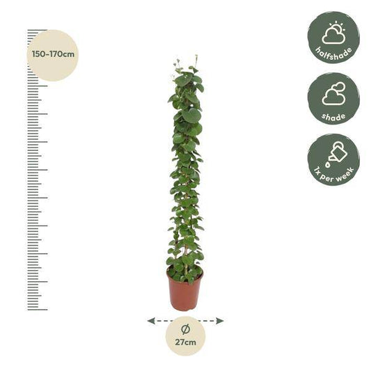 Arabischer Efeu – Cissus rotundifolia Pyramide – Zimmerpflanze – 160cm – Ø27cm – Immergrüne Kletterpflanze mit glänzenden Blättern für Wohnzimmer und Büro 