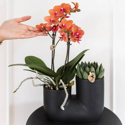 Bolzano Orchidee Orange & Sukkulente Miranda im schwarzen dekorativen Röhrentopf Ø9cm – Duo-Topf – Zimmerpflanze – stilvolle Geschenkidee 