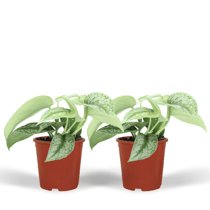 Efeutute - Scindapsus Pictus Trebie Epipremnum - Zimmerpflanze - Ø12cm - ↕15cm - 2 Stück