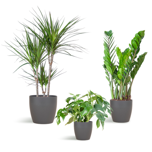 Schatten-Pflanzset – Zimmerpflanzen im Viber Topf Grau – Monstera, Zamioculcas & Dracaena – Halbschatten geeignet – Komplettset für Wohnzimmer & Büro 