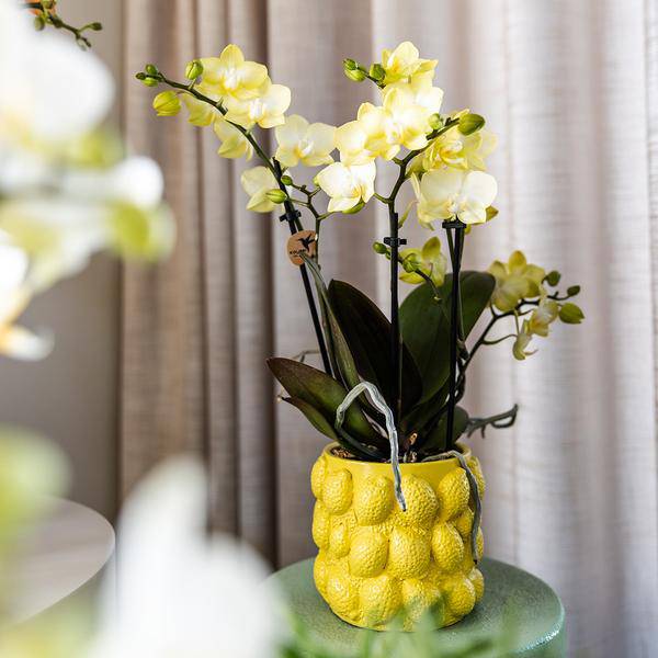 Geschenkset Zitruspflanzen-Set mit gelber Phalaenopsis-Orchidee und Sukkulenten inkl. Keramik-Ziertöpfe - Oasis of Life