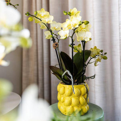 Geschenkset Zitruspflanzen-Set mit gelber Phalaenopsis-Orchidee und Sukkulenten inkl. Keramik-Ziertöpfe - Oasis of Life