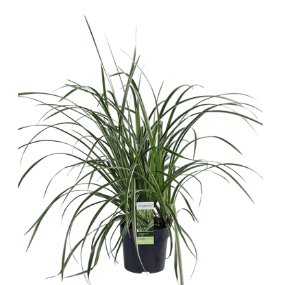 Weißrandige Segge - Carex morrowii 'Icedance' - Ø14cm - ↕30cm