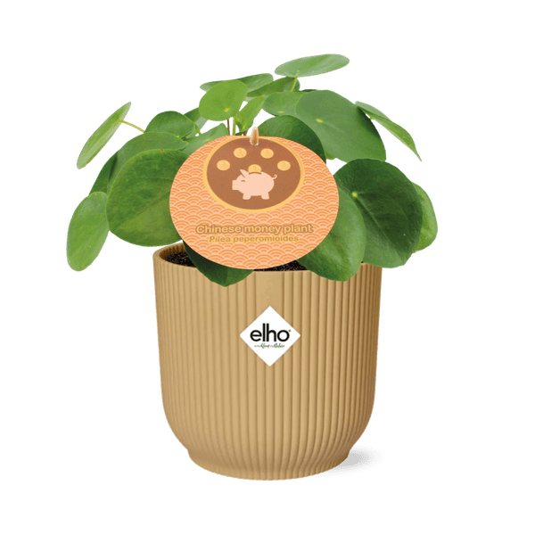 Chinesischer Geldbaum - Pilea Peperomioides - Zimmerpflanze - 12cm + Topf Vibes Fold 14cm Gelb