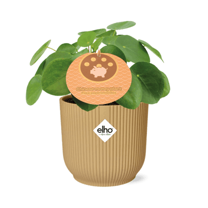 Chinesischer Geldbaum - Pilea Peperomioides - Zimmerpflanze - 12cm + Topf Vibes Fold 14cm Gelb