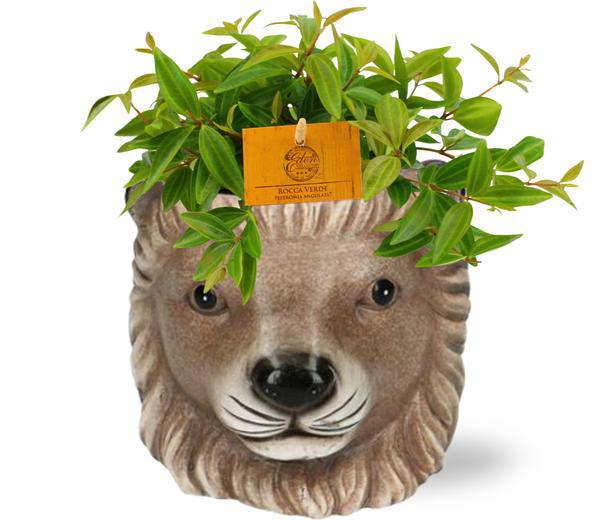 Peperomia Angulata Rocca Vivace – Zwergpfeffer – Zimmerpflanze im Ziertopf – Ø11cm Pflanze – ca. 15cm hoch – inkl. Topf Lion Braun Ø11/13x10cm 