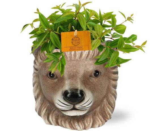 Peperomia Angulata Rocca Vivace – Zwergpfeffer – Zimmerpflanze im Ziertopf – Ø11cm Pflanze – ca. 15cm hoch – inkl. Topf Lion Braun Ø11/13x10cm 