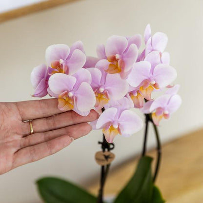 Rosa Phalaenopsis Orchidee - Andorra - Topfgröße Ø9cm | blühende Zimmerpflanze - frisch vom Züchter - Oasis of Life
