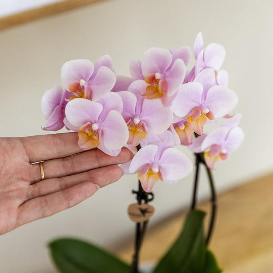 Rosa Phalaenopsis Orchidee - Andorra - Topfgröße Ø9cm | blühende Zimmerpflanze - frisch vom Züchter - Oasis of Life