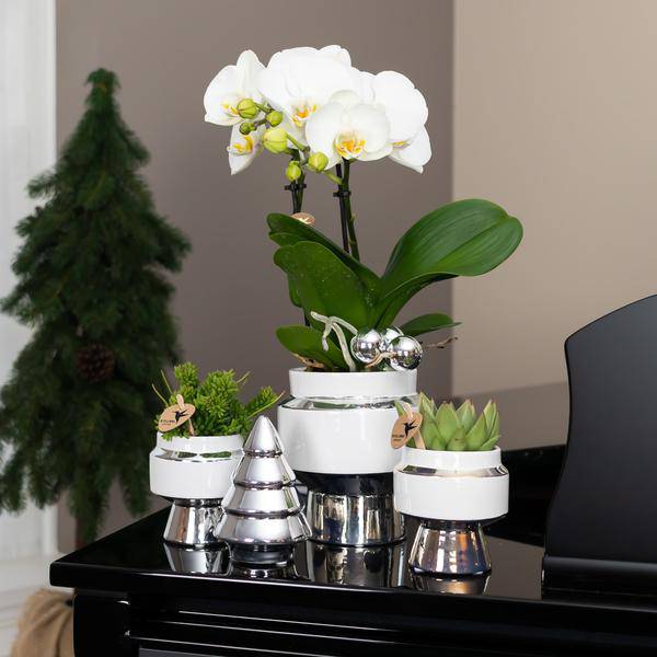 Le Chic Blumentopf - Weißer dekorativer Keramiktopf mit silbernen Details - Ø6cm - Oasis of Life