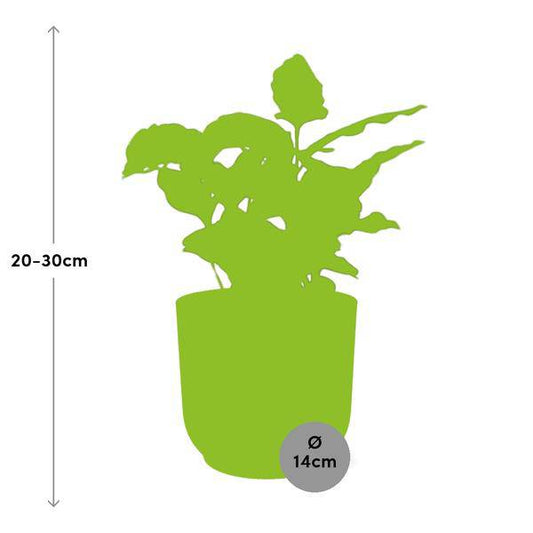 Kaffee Pflanze - Coffea Arabica - Zimmerpflanze + Topf Vibes Fold 14cm Gelb 