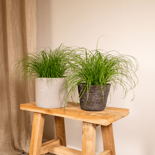 Katzengras - Cyperus Alternifolius - Zimmerpflanze - Ø12cm - ↕20cm - 2 Stück 