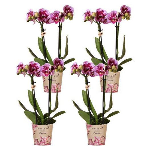 Phalaenopsis Orchideen El Salvador Lila – Zimmerpflanzen – 4 Orchideen – Ø9cm – mit 2-3 Zweigen – edle Orchidee in Diamond-Linie 