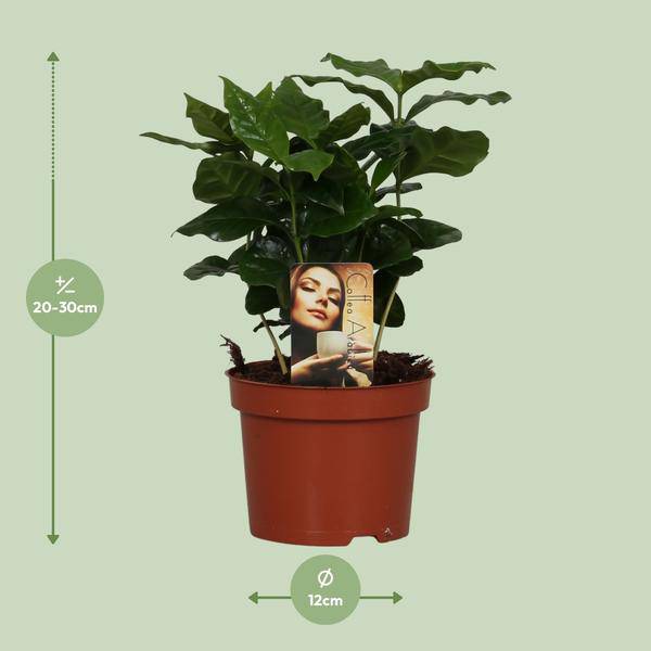 Coffea Arabica - Ø12cm - ↕25cm - Oasis of Life