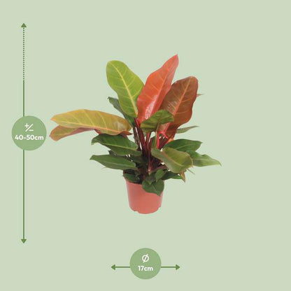 Baumfreund - Philodendron Prinz von Orange -Zimmerpflanze - Ø17cm - ↕45cm