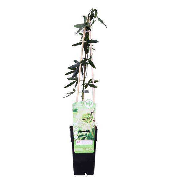 Passionsblume - Passiflora Weiß caerulea 'Constance Elliot' - Ø15cm - ↕65cm