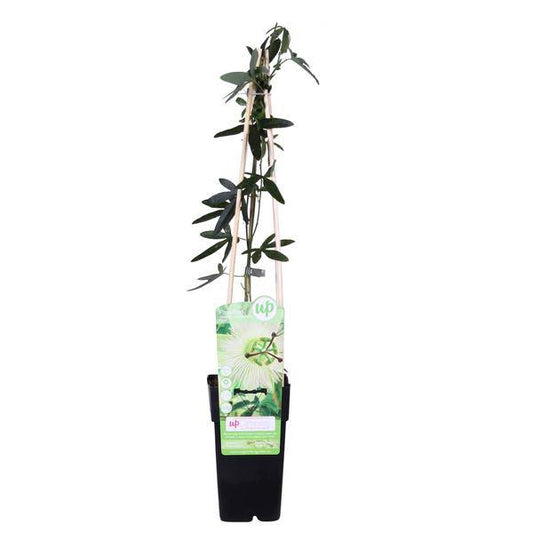 Passionsblume - Passiflora Weiß caerulea 'Constance Elliot' - Ø15cm - ↕65cm