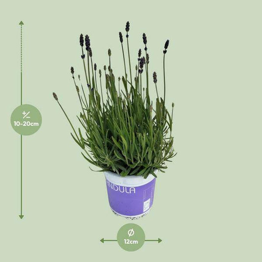 Lavendel - Lavandula Hidcote Blau - Zimmerpflanze - Ø12cm - ↕20cm 