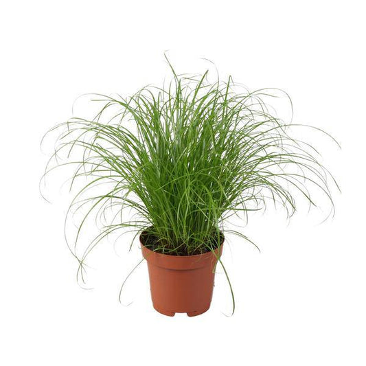 Wechselblättriges Zyperngras - Cyperus Alternifolius Zumula - Zimmerpflanze - Ø12cm - ↕28cm 