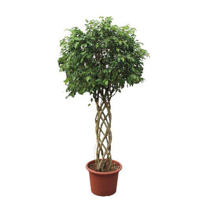 Birken-Feige - Ficus Benjamina Exotica - Zimmerpflanze - 250cm - ø55cm