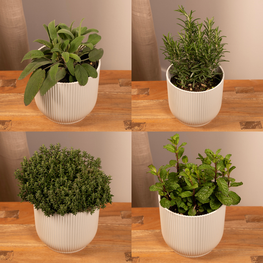 Gartenkräutermischung - 4 Stück - Ø14cm - ↕18cm 