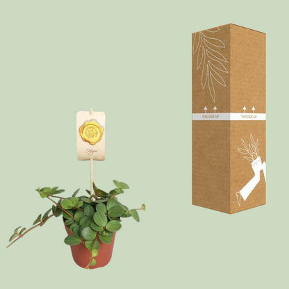 Zwergpfeffer - Peperomia Hope - Zimmerpflanze - Ø12cm - ↕15cm 