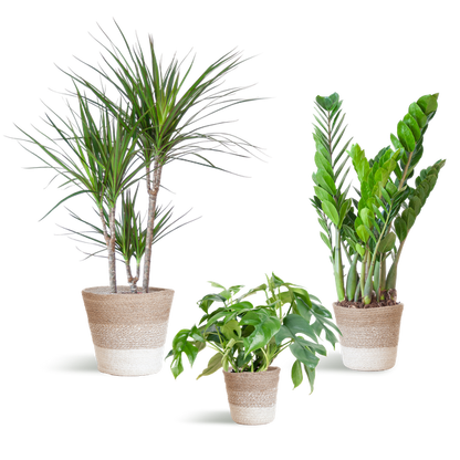 Schatten-Pflanzset Lissabon Weiß – Zimmerpflanzen mit Korb – Halbschatten-Pflanzen-Mix – Monstera, Zamioculcas & Dracaena – Nachhaltiger Jutekorb 