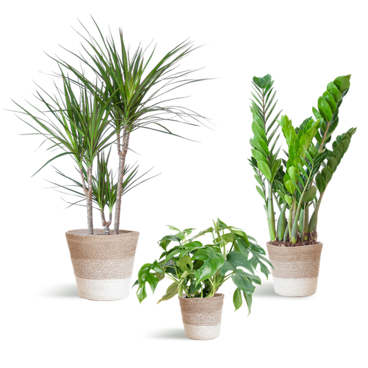 Schatten-Pflanzset Lissabon Weiß – Zimmerpflanzen mit Korb – Halbschatten-Pflanzen-Mix – Monstera, Zamioculcas & Dracaena – Nachhaltiger Jutekorb 