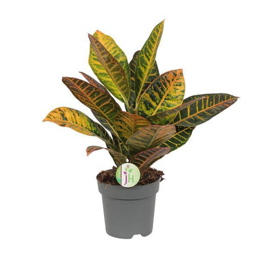 Codiaeum Petra - Kroton - Ø17cm - ↕45cm - Oasis of Life