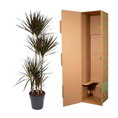 Drachenbaum - Dracaena Magenta - Zimmerpflanze - 150cm - ø27cm