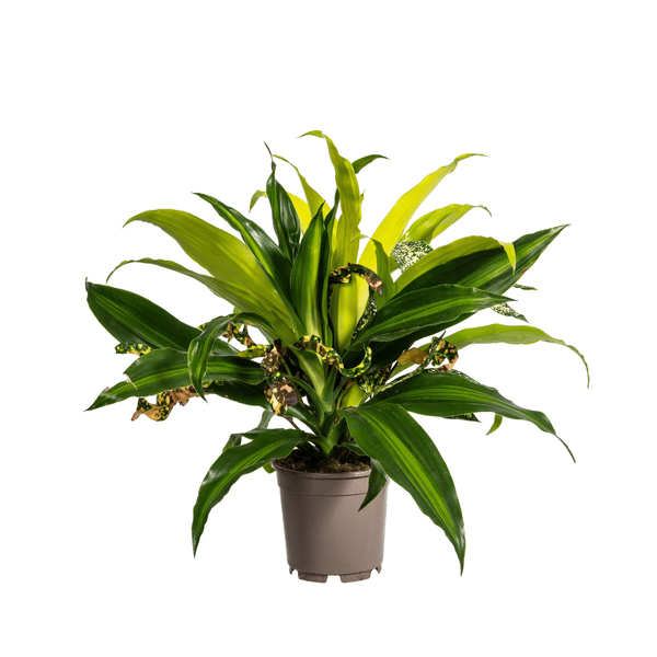 Gemischte Kombi Ø17cm - ↕60cm - Oasis of Life