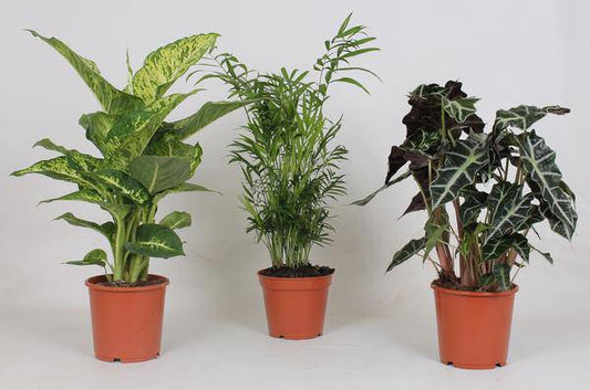 Zimmerpflanzen Mix – 3 Pflanzen – Ø17cm – Höhe 45-55cm – Grüne Zimmerpflanzen – Pflegeleichte Pflanzen Deko für Zuhause & Büro 