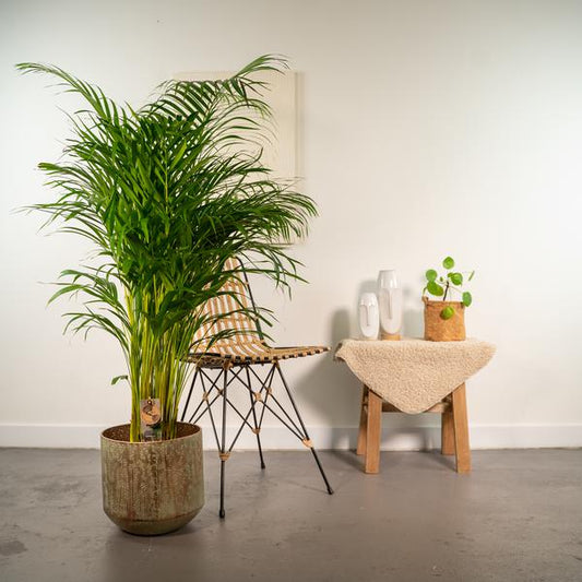 Areca-Palme mit Topf - ↨130cm - Ø24cm - Oasis of Life