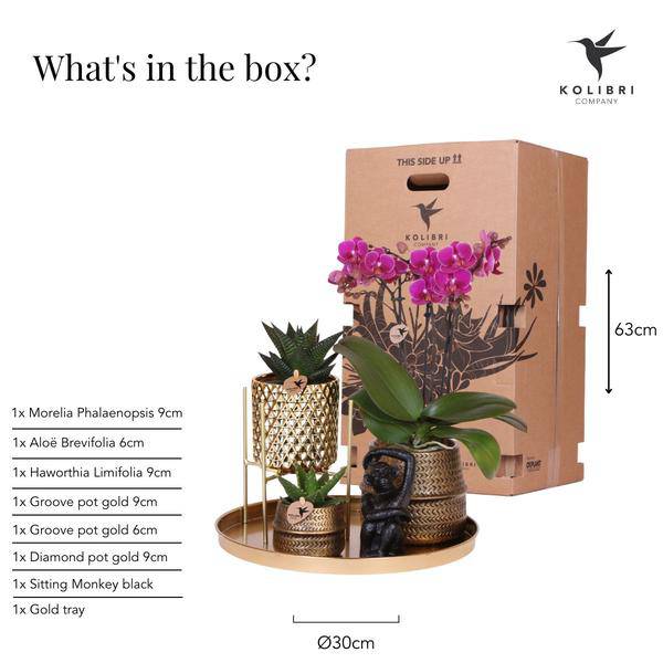 Komplettes Pflanzenset Hotel Chic - flieder | Grünpflanzen mit fliederfarbener Phalaenopsis-Orchidee inkl. Keramik-Ziertöpfe und Zubehör - Oasis of Life