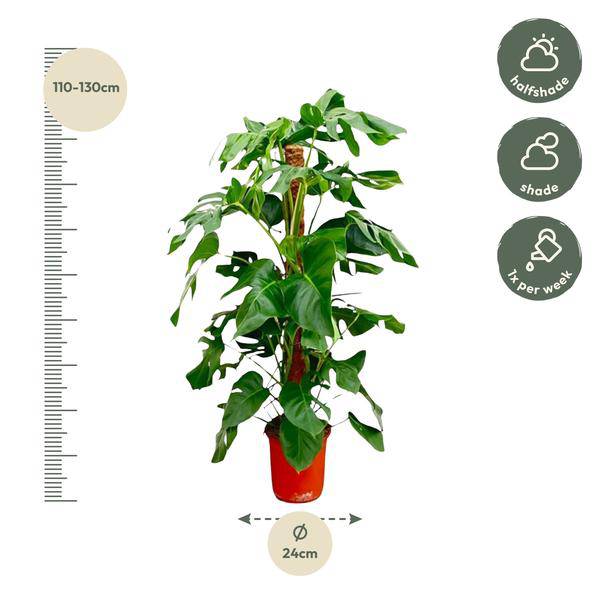 Fensterblatt – Monstera Pertusum – Zimmerpflanze – 120cm – Ø24cm – Tropische Grünpflanze mit großen Blättern für Wohnzimmer und Büro 