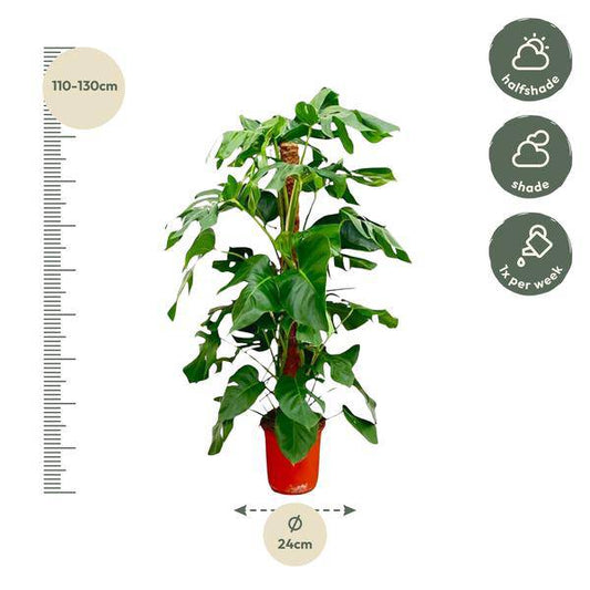 Fensterblatt – Monstera Pertusum – Zimmerpflanze – 120cm – Ø24cm – Tropische Grünpflanze mit großen Blättern für Wohnzimmer und Büro 