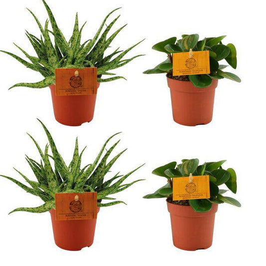 2x Aloe Spider + 2x Peperomia Obtipan Grün - Zimmerpflanze - Ø10.5cm - ↕10cm