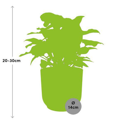 Purpurtute - Syngonium Arrow - Zimmerpflanze + Topf Vibes Fold 14cm Rosa