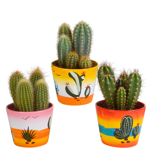 Kakuts - Cereus - Mix 10,5 cm - 3 Stück - Zimmerpflanze - im Mexicaanse-Topf 