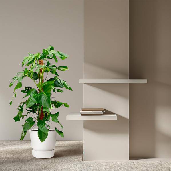 Fensterblatt – Monstera Pertusum – Zimmerpflanze – 120cm – Ø24cm – Tropische Grünpflanze mit großen Blättern für Wohnzimmer und Büro 