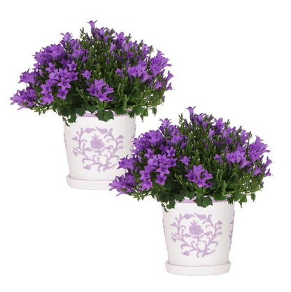 Glockenblume - Campanula Addenda Ambella Intense Purple in Malaga-Dekotöpfen - Topfgröße 12 cm - Staude - Winterhart - 2 Stück