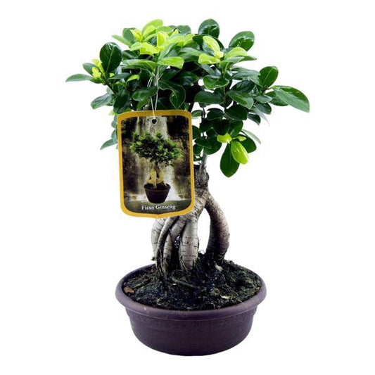 Ficus Microcarpa Ginseng – Chinesische Feige – Zimmerpflanze ↕30cm – Ø17cm – Bonsai-ähnliche Pflanze mit verdrehten Wurzeln & kompakter Krone – Elegante Deko für Wohnzimmer & Büro 