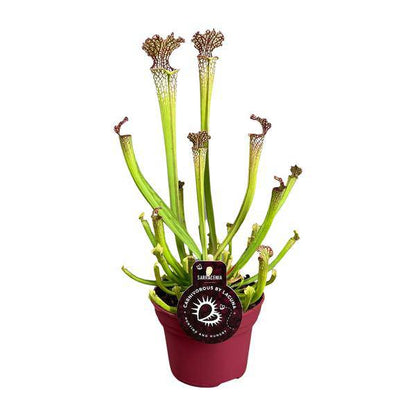 fleischfressende Pflanze - Sarracenia Farnhamii - Zimmerpflanze - Ø12cm - ↕40cm 