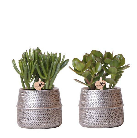 Sukkulenten 2er-Set in silbernen Rillen-Keramik-Ziertöpfen – Ø9 cm – Pflegeleichte Crassula Hobbit & Crassula Ovata – Dekorative Zimmerpflanzen für Zuhause & Büro 