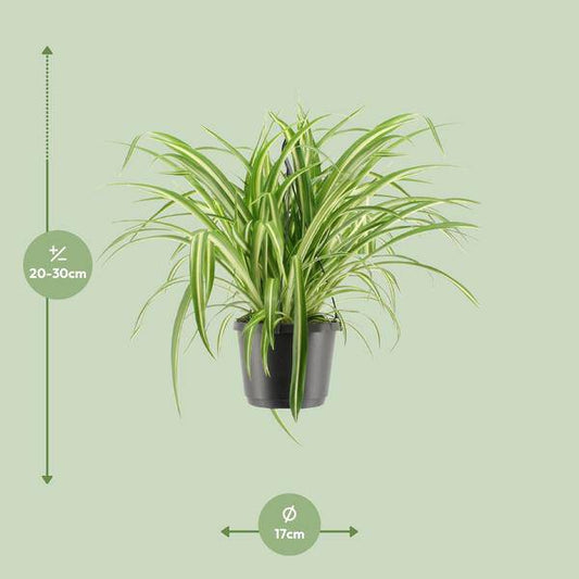Grünlilie - Chlorophytum Comosum Variegatum - Zimmerpflanze - Ø17cm - ↕30cm 