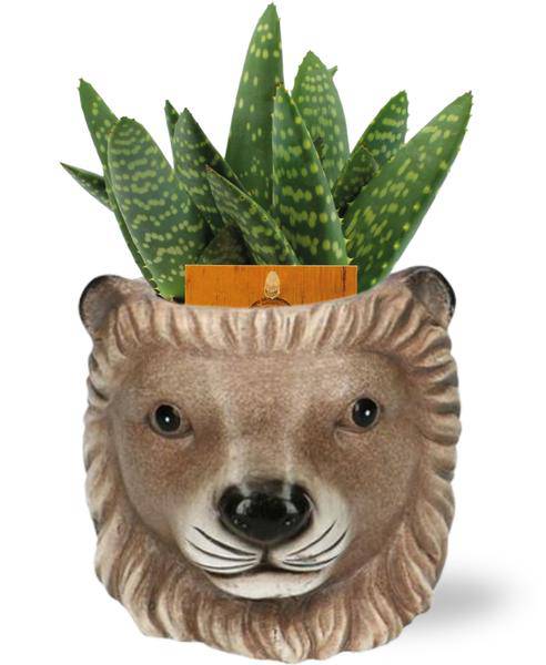 Aloe Paradisicum – Aloe Zimmerpflanze Ø10,5cm – ca. 15cm hoch – Mit dekorativem Lion Braun Topf Ø11/13x10cm – Pflegeleicht & robust – Für Wohnzimmer & Büro 